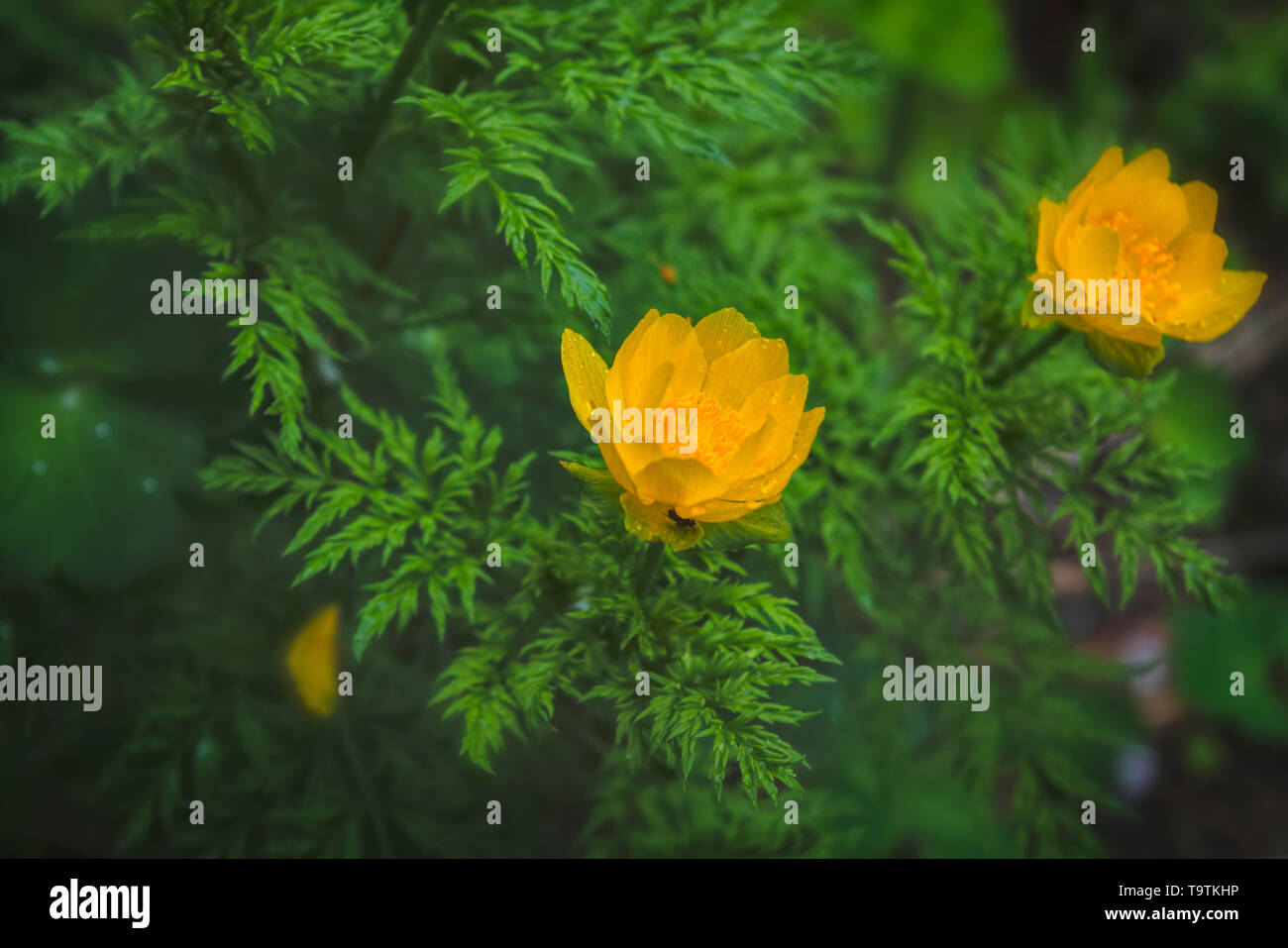 Spring flowers on a blurred background. The globeflower. Yellow flowers Trollius. Stock Photo
