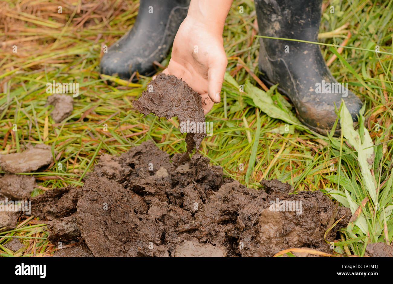 The Caucasian man is holding the piece of peat in his hand. The pile of mineral of organic origin is on the ground in outdoors. Stock Photo