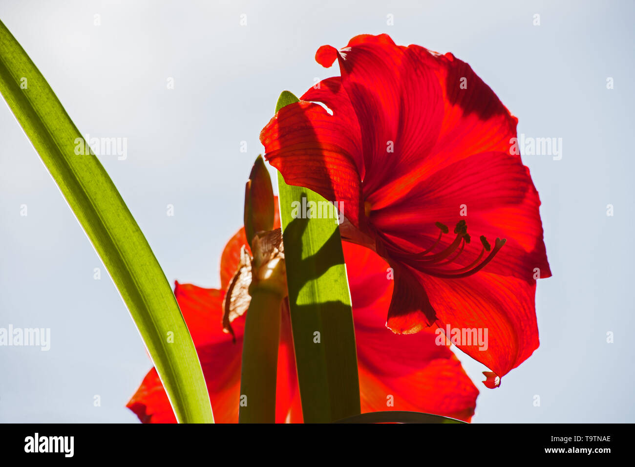 Red Amaryllis flower against blue sky Stock Photo