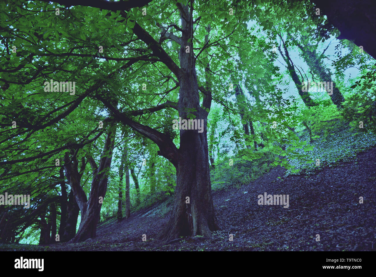 Fantasy forest magical hi-res stock photography and images - Alamy