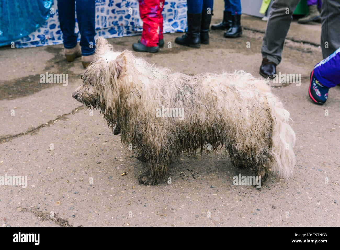 A stray dog is looking for its owners. Lost dog. Wet, dirty wool. Animal outside Stock Photo