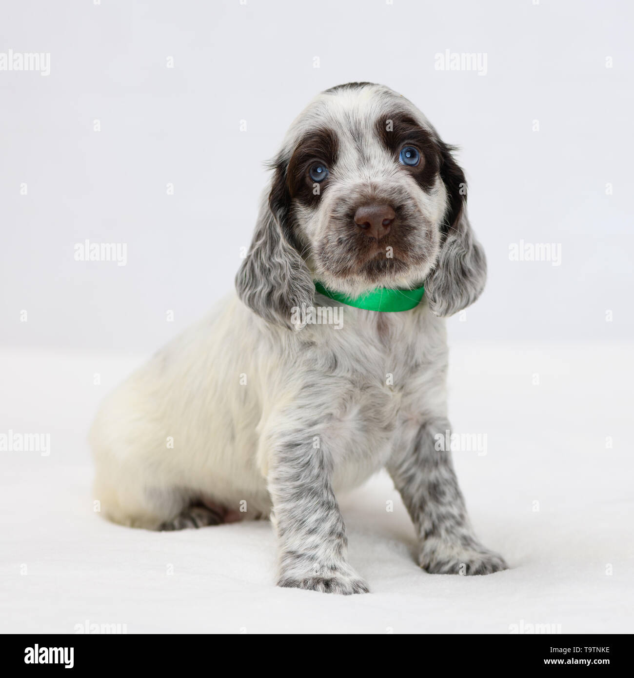 One little puppy with brown spots is sitting on the plaid in indoors. Stock Photo