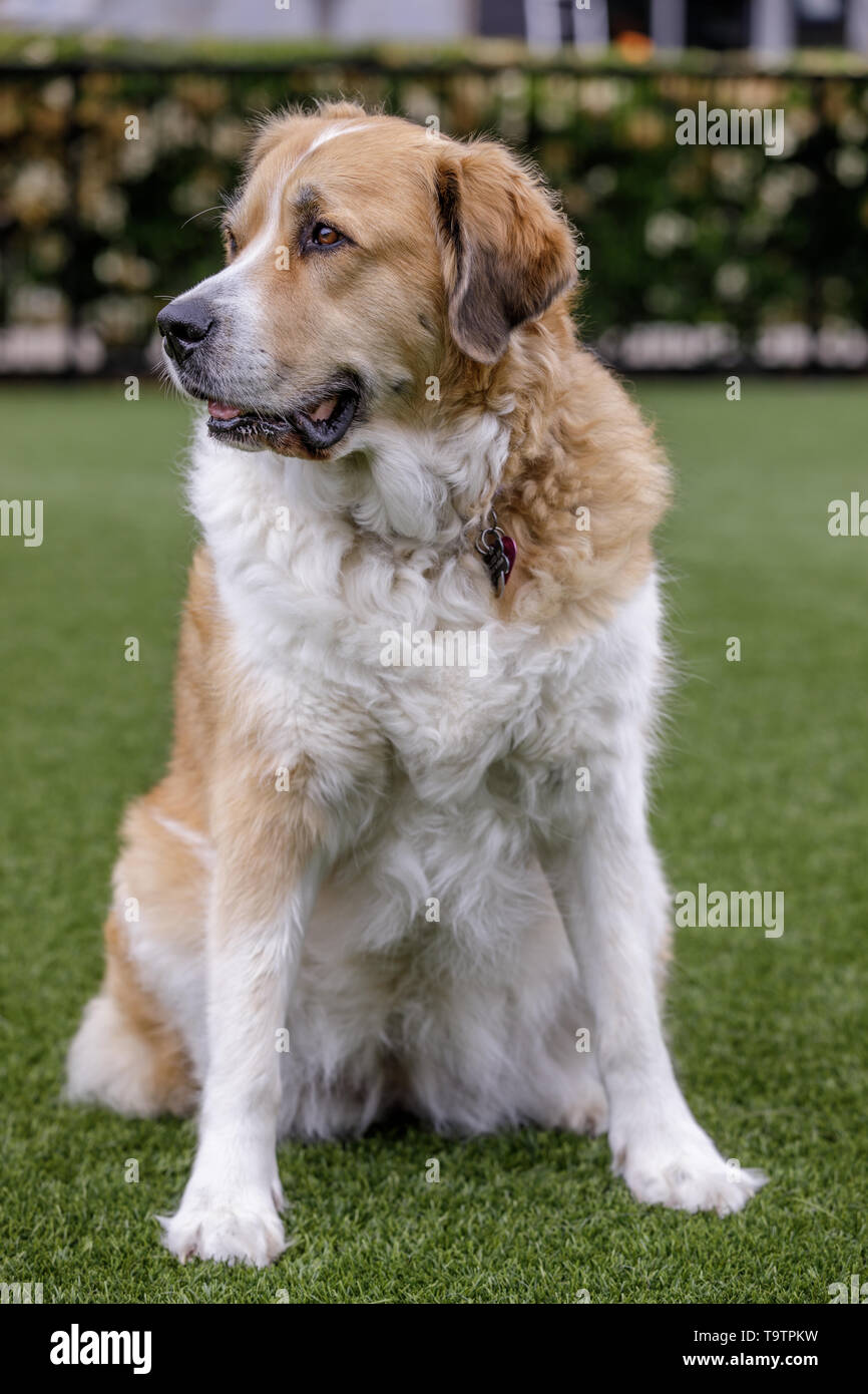 Crossed Breed Dog Stock Photos Crossed Breed Dog Stock