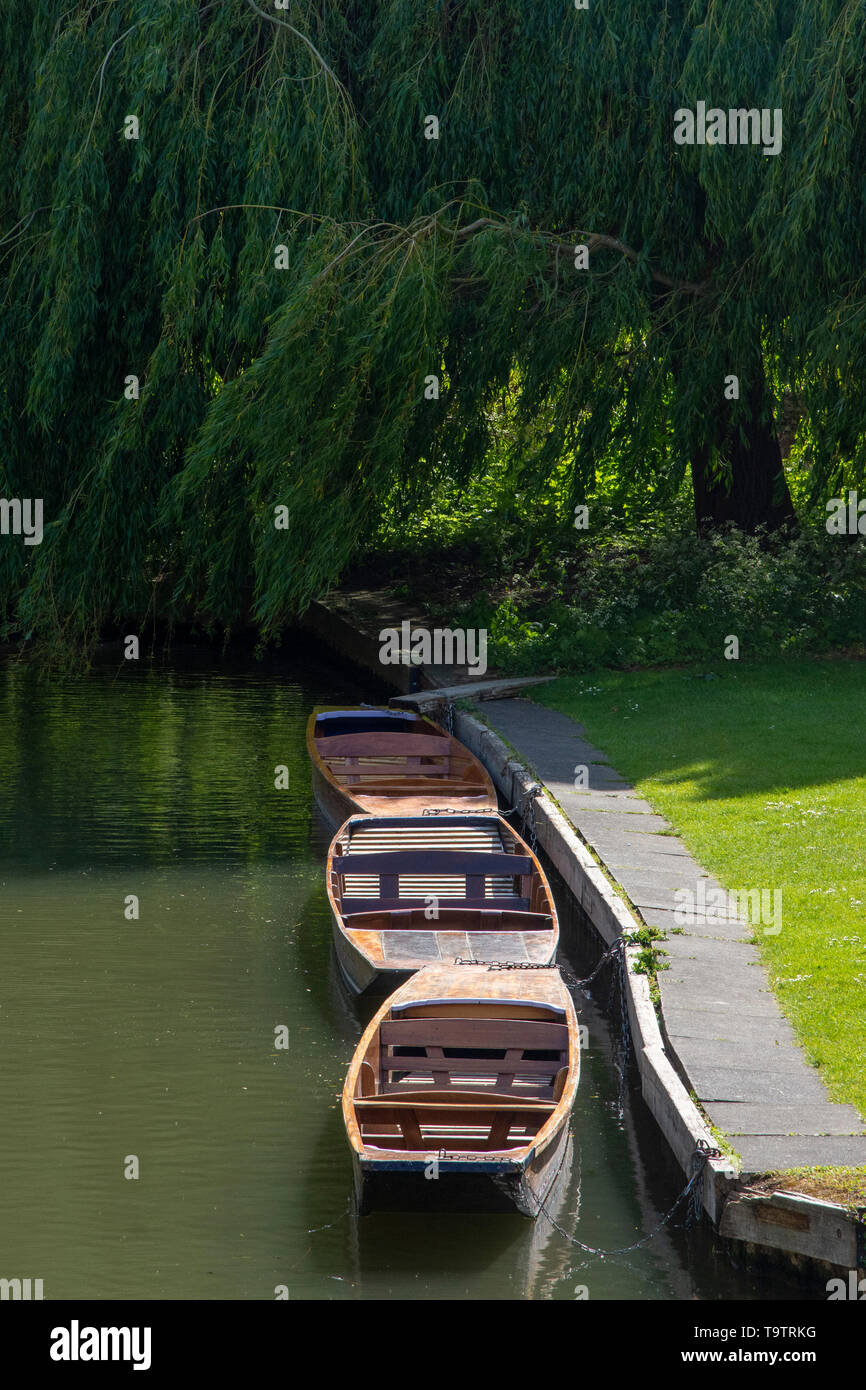 Three punts tied up on the banks of the River Cam, Cambridge Stock Photo