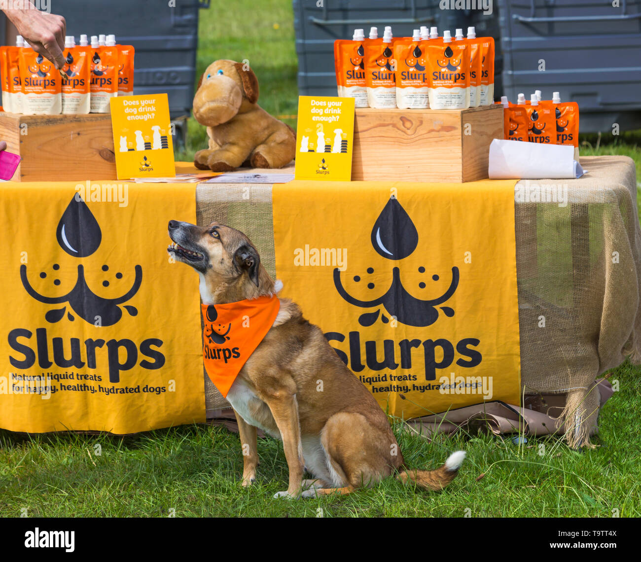Slurps natural liquid treats for happy healthy hydrated dogs stall at Dogstival, Pylewell Park