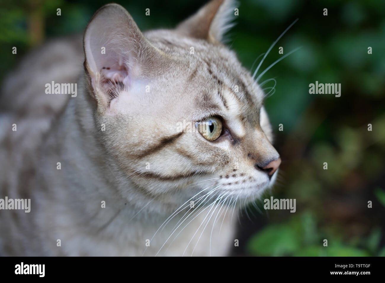 Snow Bengal cat Stock Photo