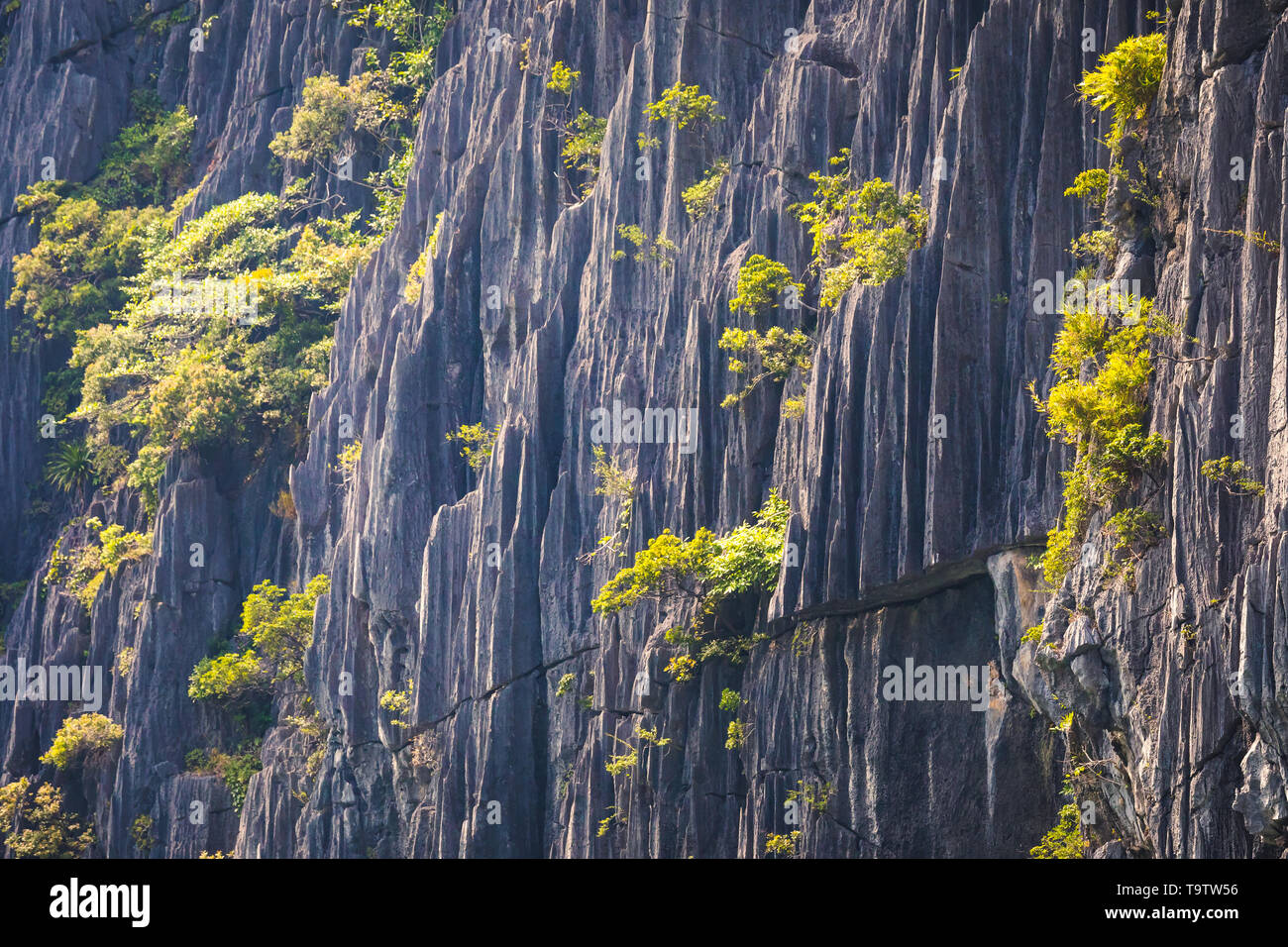 Closeup of a karst mountain , rock texture Stock Photo