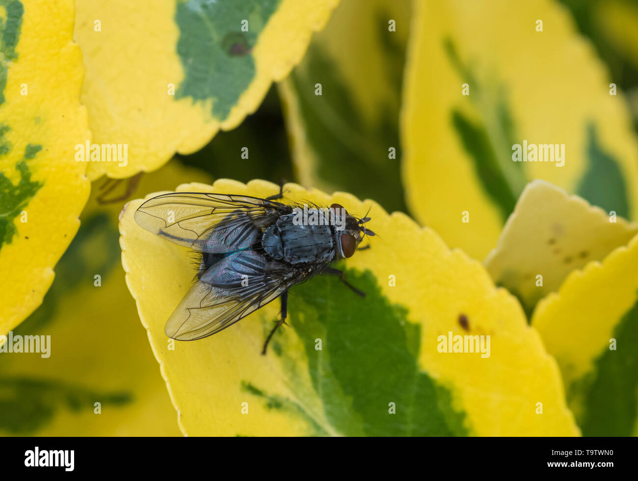 Top down view of a Calliphora vomitoria (Blue bottle fly or Bottlebee), a common blow fly on a Euonymus leaf in Spring in West Sussex, UK. Stock Photo
