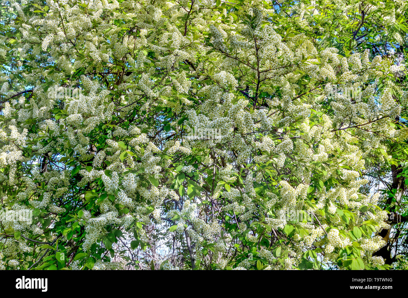 Delicate fragrant white inflorescences of flowering bird cherry tree (Prunus padus) floral background - beauty of spring nature Stock Photo