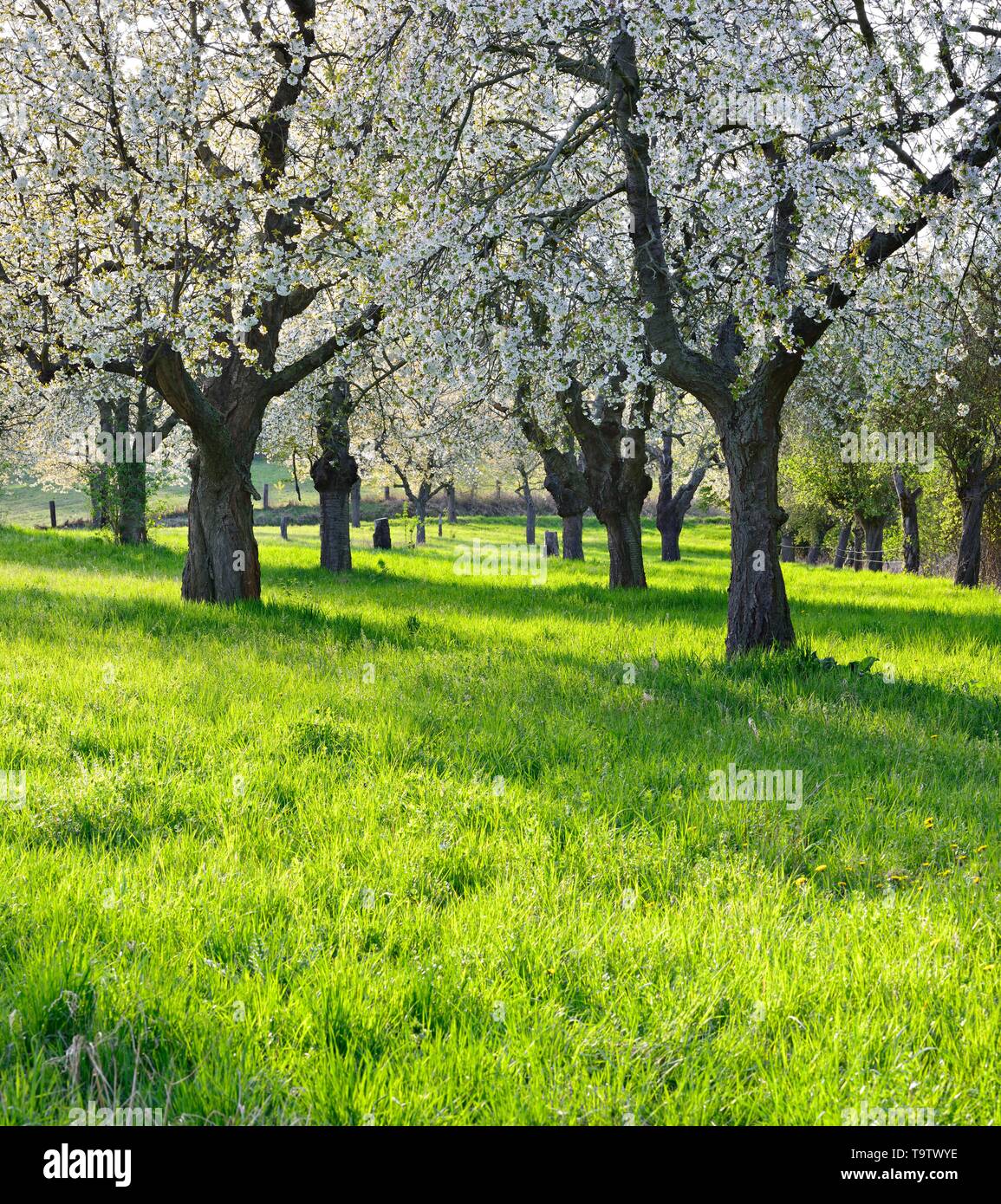 Orchard meadow with large old cherry trees in full bloom, Freyburg ...