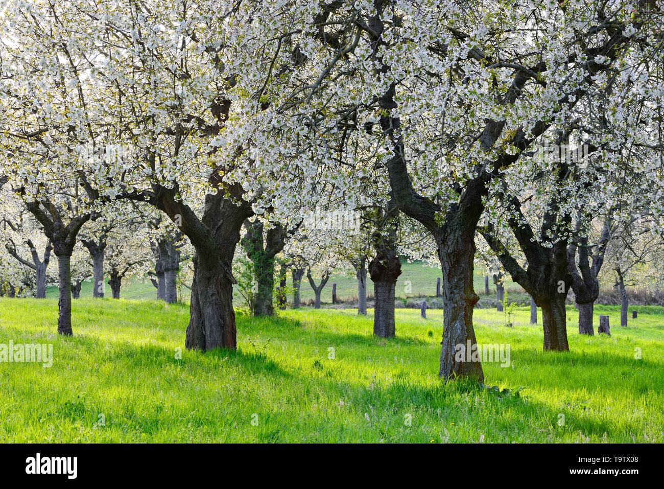 Orchard meadow with large old cherry trees in full bloom, Freyburg ...