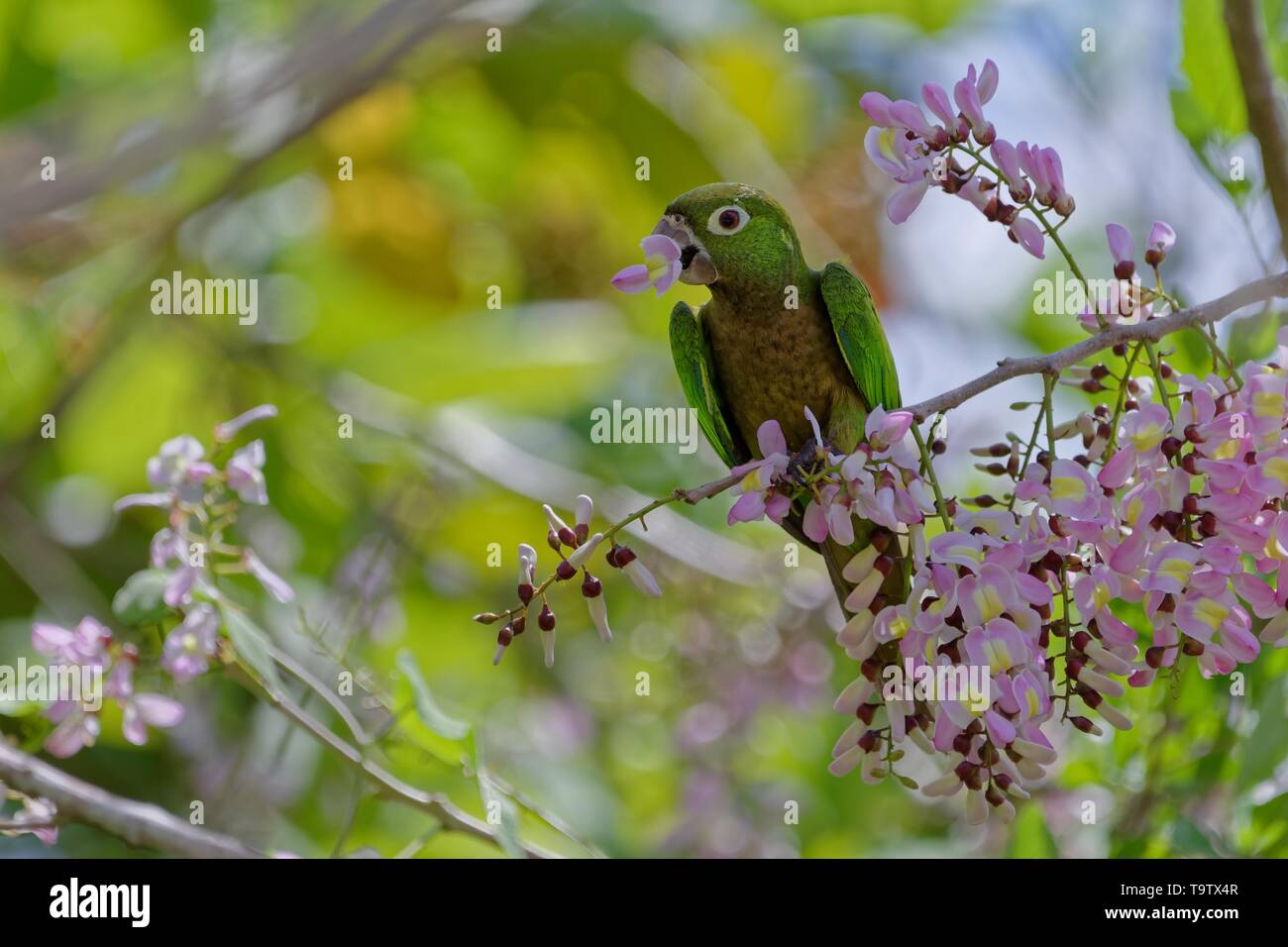 Olive-throated Parakeet (Eupsittula nana) eating flowers from a Gliricidia tree (Gliricidia Sepium), Belize district, Belize Stock Photo