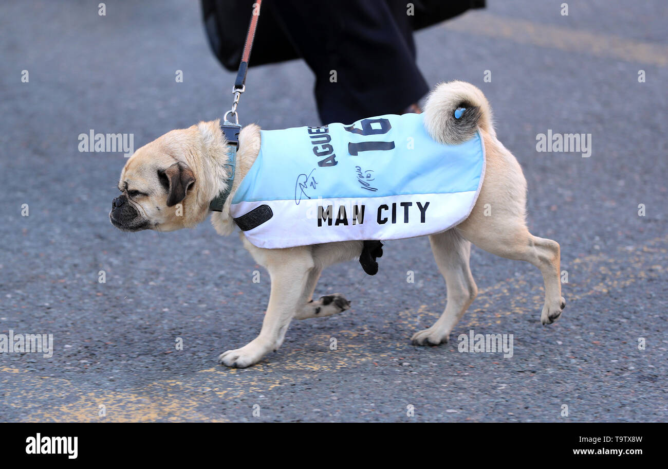 man city dog jersey