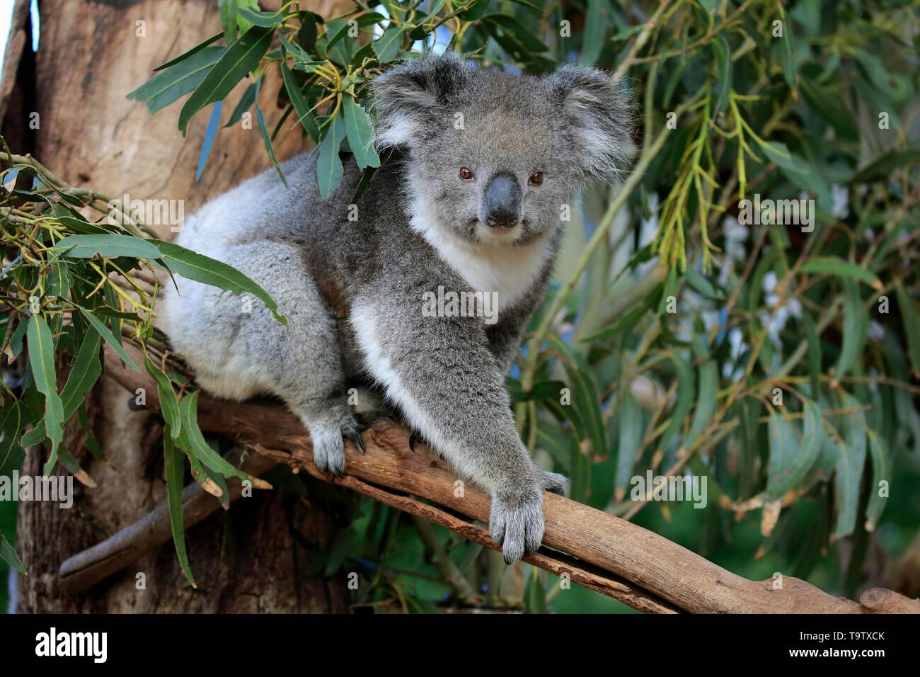 Koala (Phascolarctos cinereus), adult, climbs in tree, Parndana