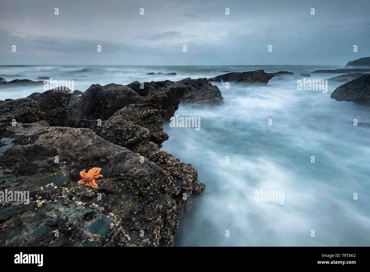 Nz Star Fish Stichaster australis hi-res stock photography and images - Alamy