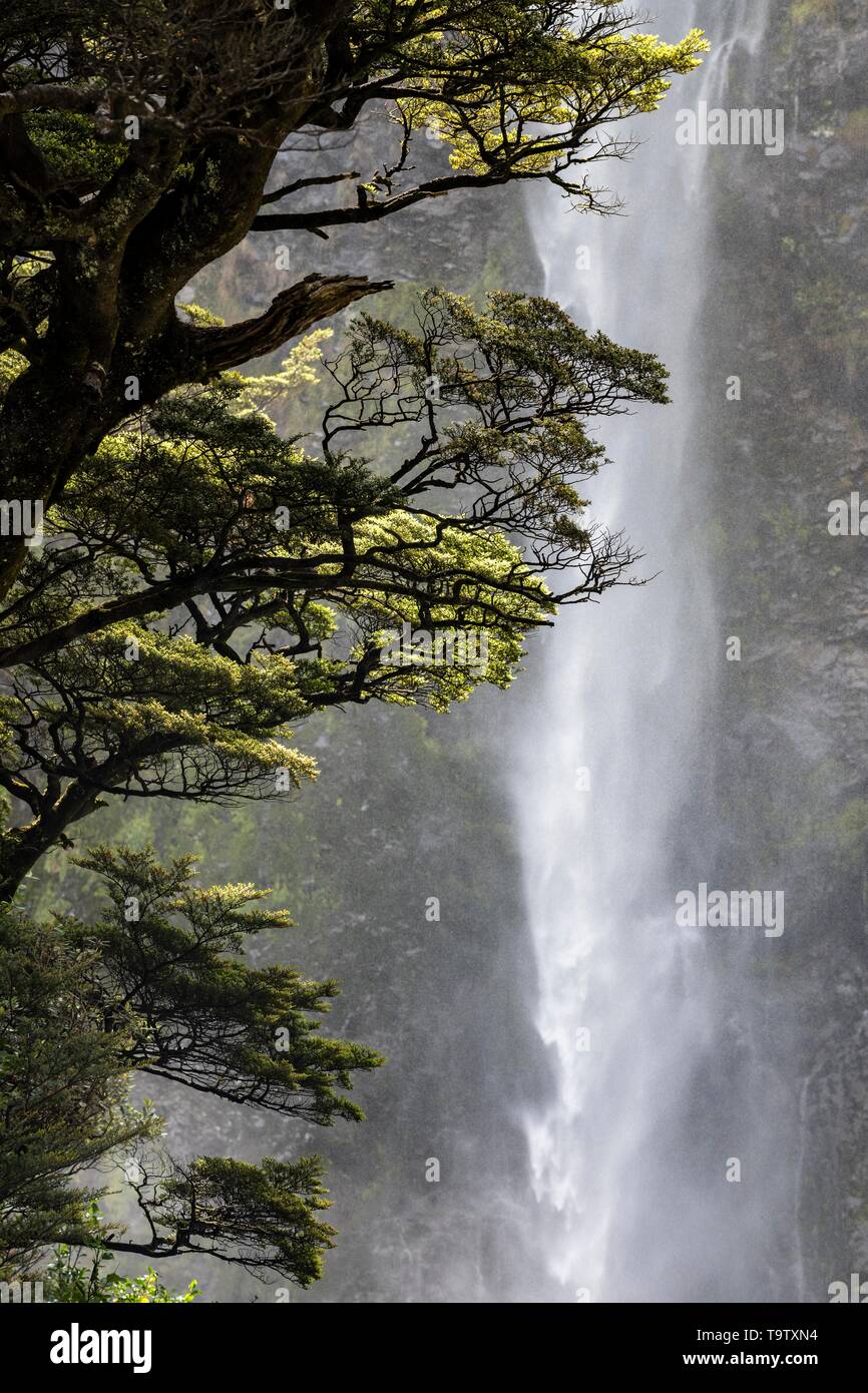 Devil's Punchbowl Waterfall, Arthur's Pass National Park, Canterburry Region, South Island, New Zealand Stock Photo