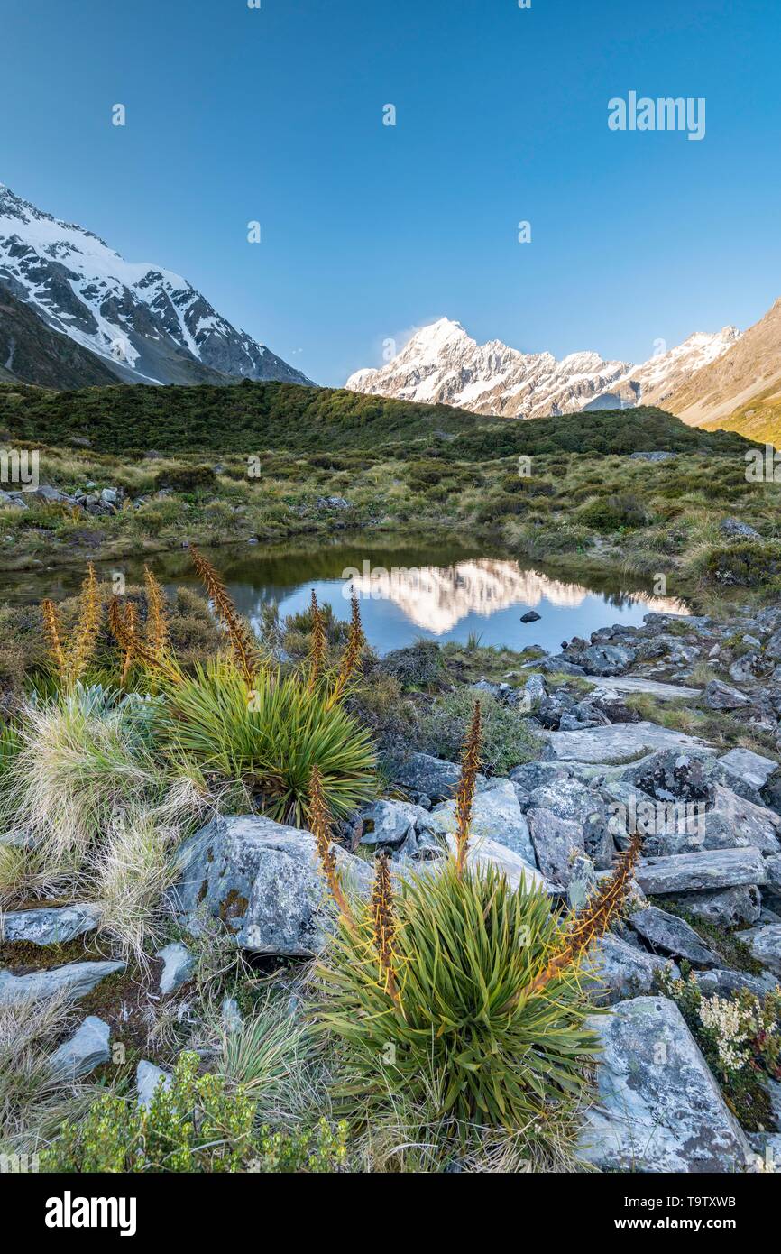Hooker Valley, Mount Cook reflected in small pond, Mount Cook National Park, Southern Alps, Canterbury, South Island, New Zealand Stock Photo