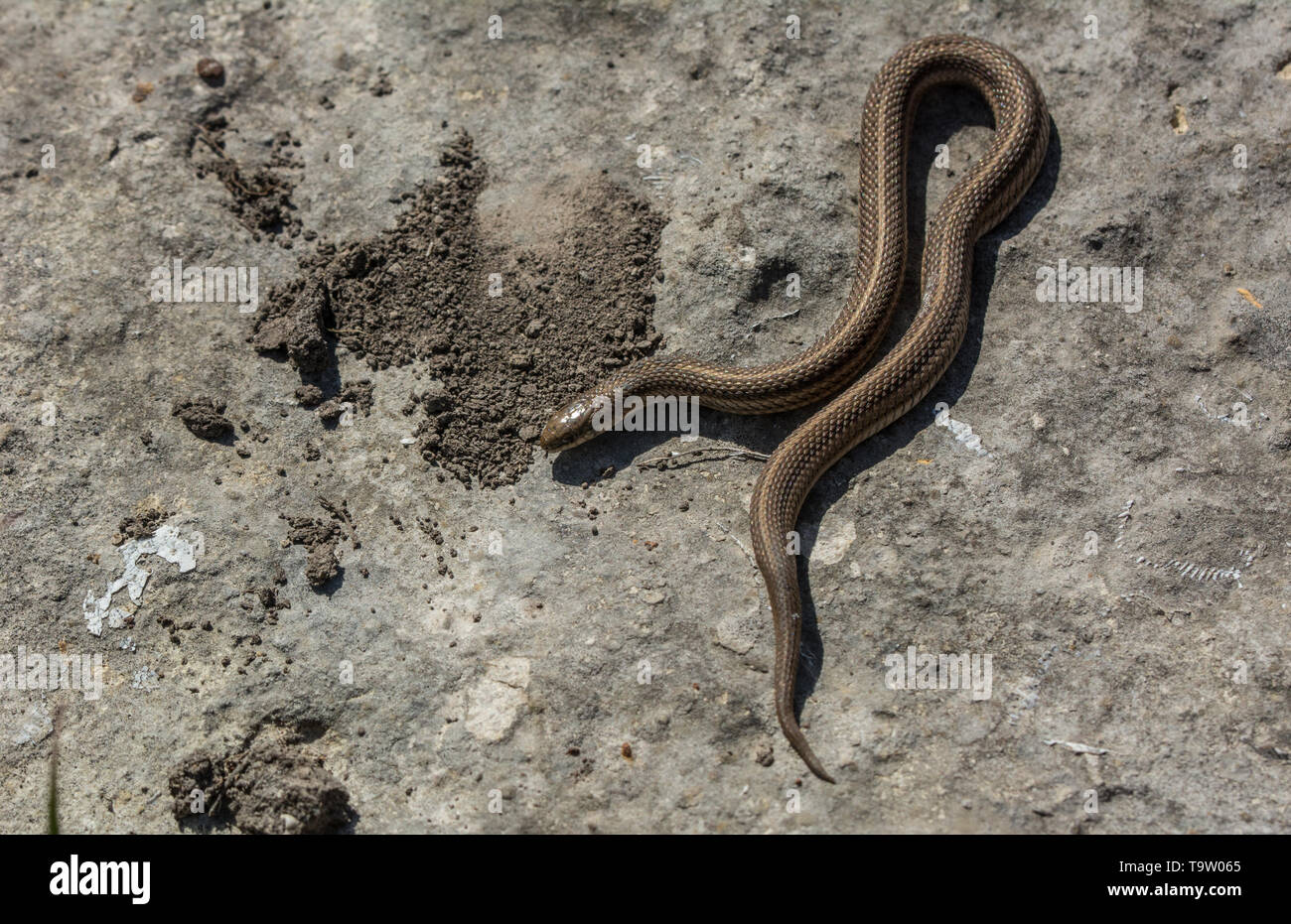 lined snake tropidoclonion lineatum from chase county kansas snakes