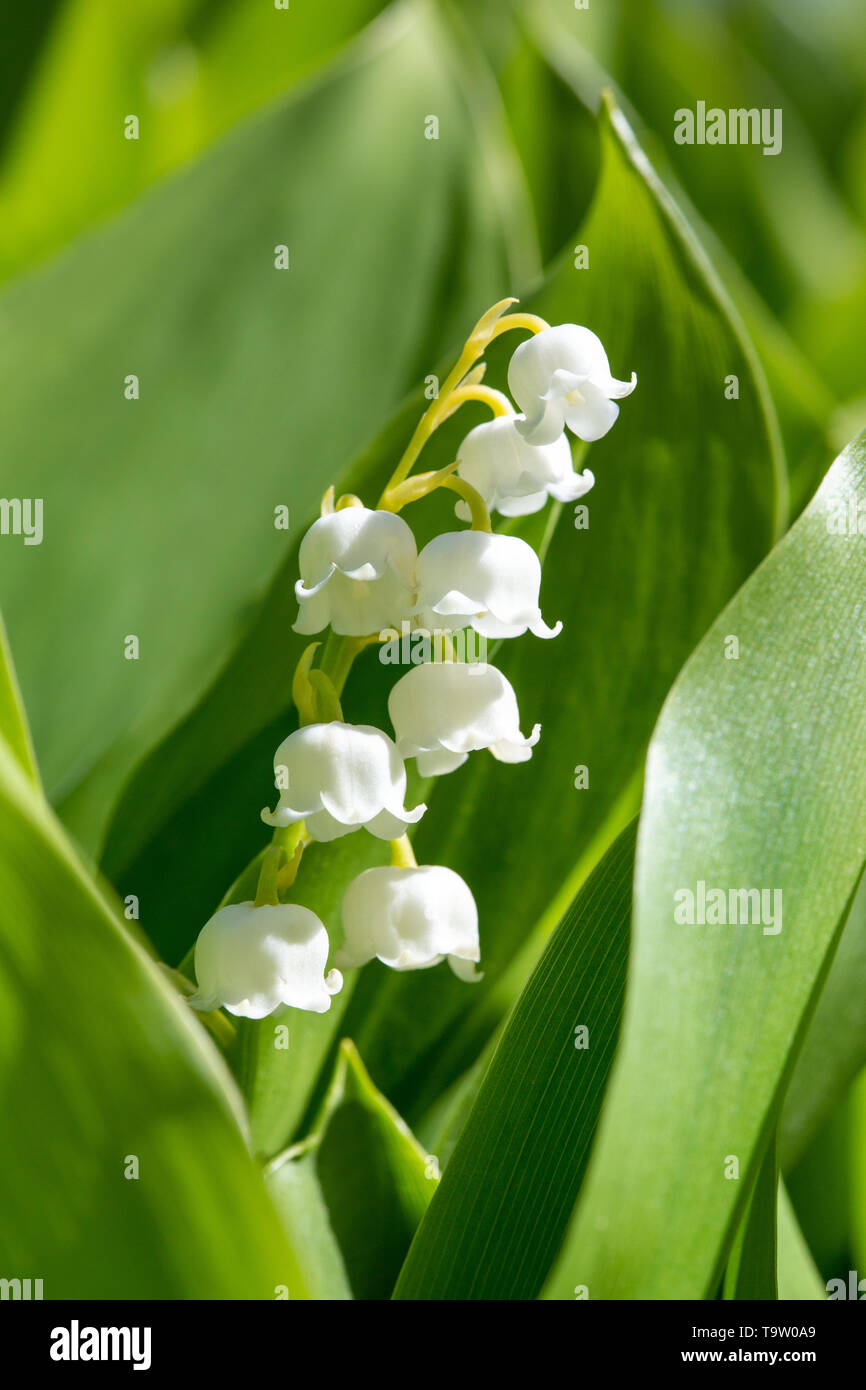 Close Up Of The Beautiful White Bell Shaped Flowers Of The Lily Of The Valley Or Our Lady S Tears Convallaria Majalis Among Fresh Green Foliage Stock Photo Alamy Close Up Of The Beautiful White Bell Shaped Flowers Of The Lily Of The Valley Or Our Lady S Tears Convallaria Majalis Among Fresh Green Foliage Stock Photo Alamy