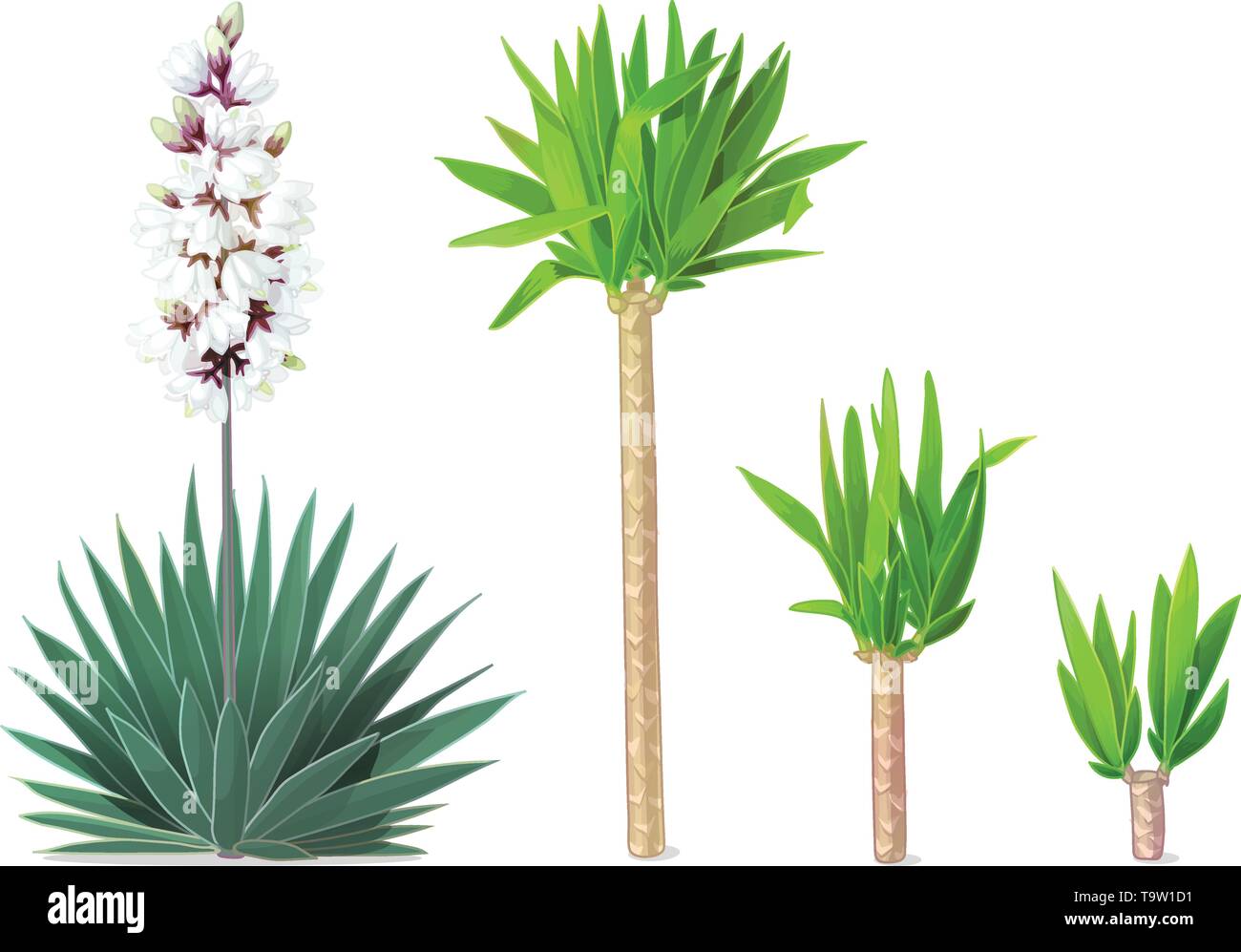 Vector Cartoon Plants Nature Clip Art Blooming Yucca Stock Vector Image Art Alamy
