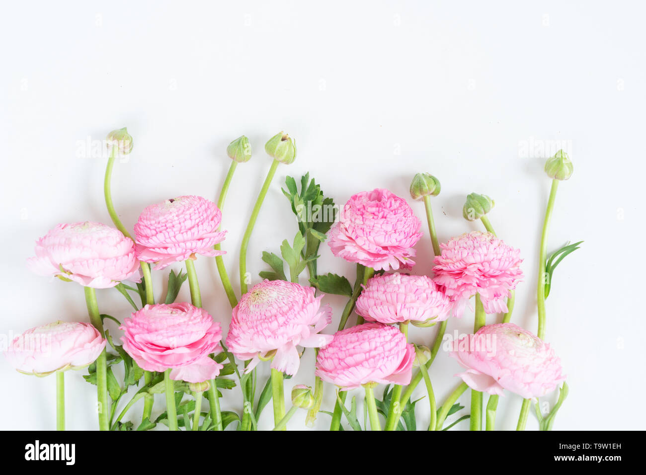 Border of ranunculus flowers on white background. Flat lay, top view ...