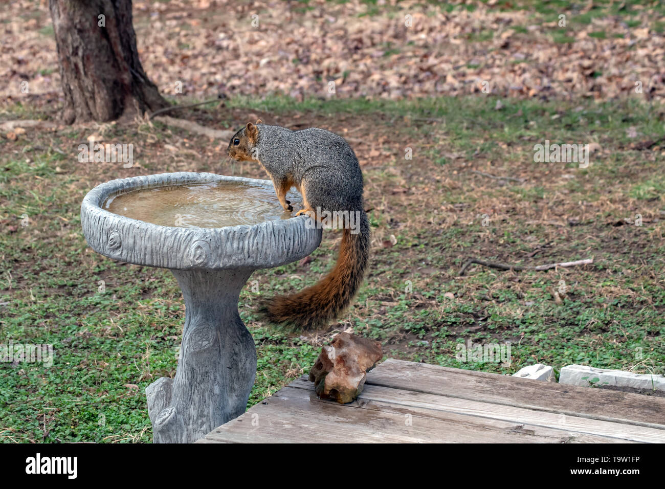 A squirrel takes advantage of the bird bath on a cool day in Missouri. Bokeh background. Stock Photo