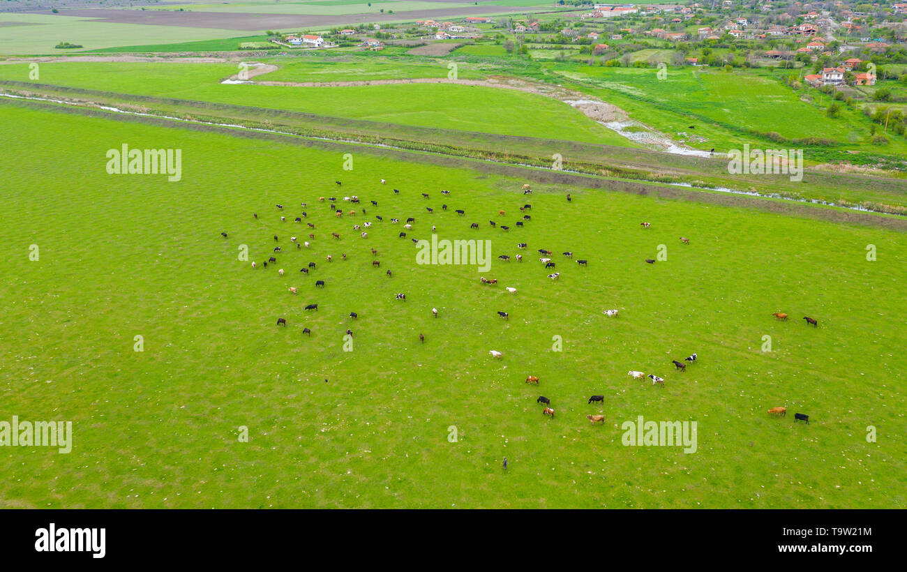 Aerial view grazing cows cattle hi-res stock photography and images - Alamy