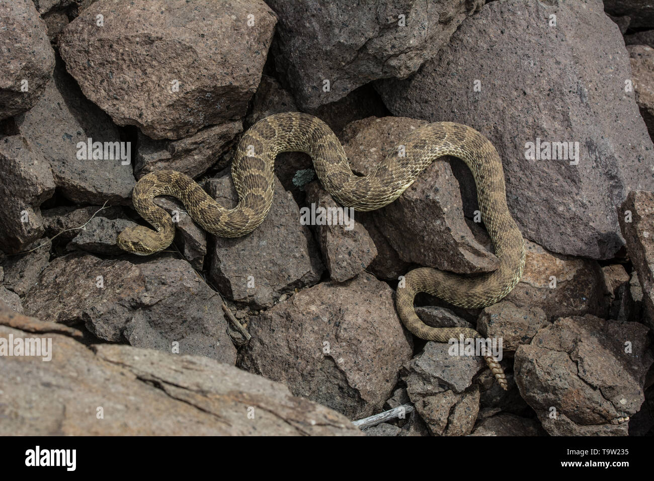 Prairie Rattlesnake (Crotalus viridis) from Jefferson County, Colorado, USA. Stock Photo