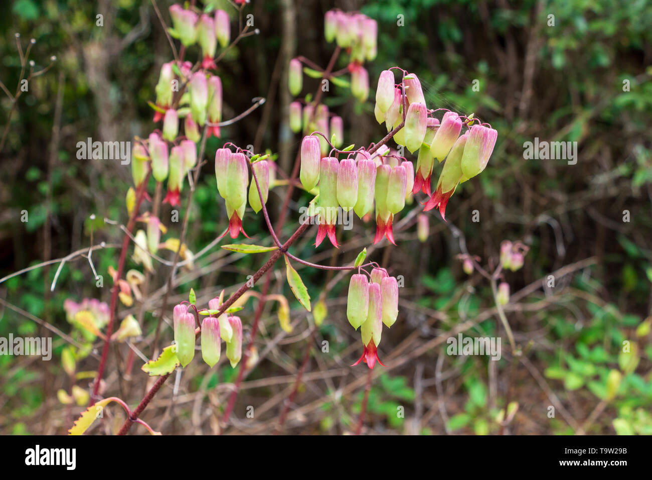 Cathedral bells a.k.a. life plant (Bryophyllum pinnatum or kalanchoe pinnata) flowers - Long Key Natural Area, Davie, Florida, USA Stock Photo