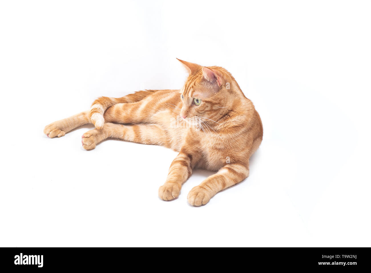 ginger red cat posing on white background Stock Photo