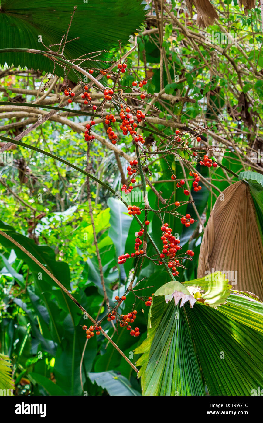 Ruffed fan palm (Licuala grandis) red fruit - Davie, Florida, USA Stock Photo
