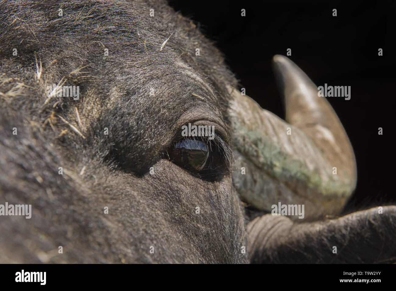 The herd of 7 water buffaloes was released on Ermakov Island in the Ukrainian Danube delta. The animals were brought from Transcarpathia by “Rewilding Stock Photo