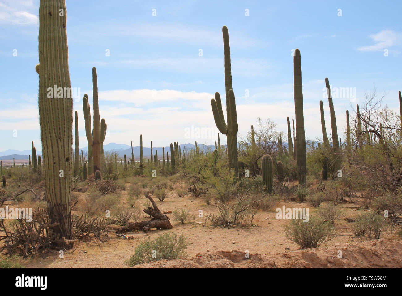 Desert landscape alongsid Bajada Loop Drive, a sandy road through the