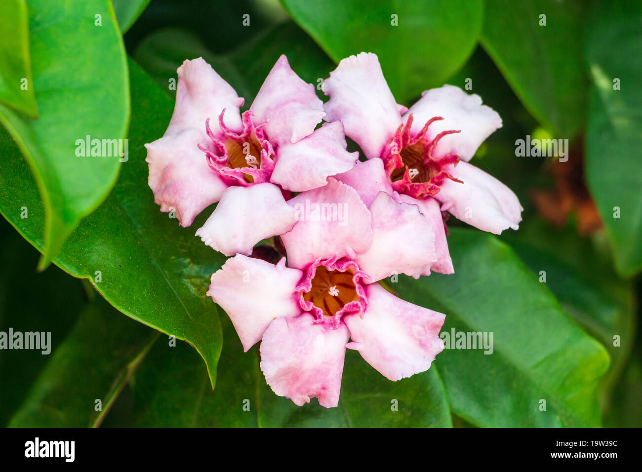 Climbing oleander (Strophanthus gratus) flowers closeup - Florida, USA Stock Photo