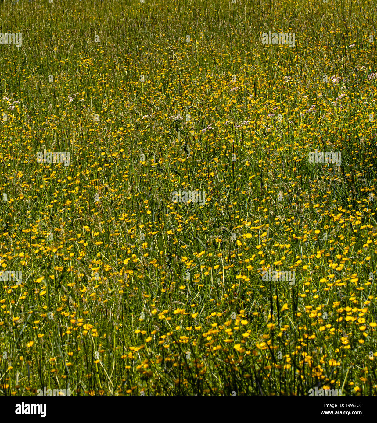 Get Rid Of Buttercups In Pasture at Karen Wales blog