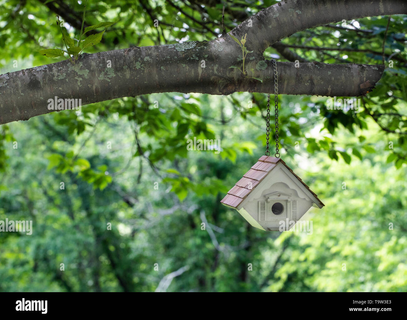 Black cherry tree north carolina hires stock photography and images