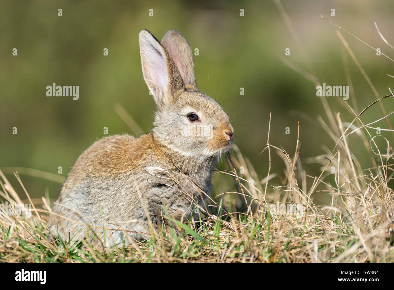 rabbit hare while looking at you on grass background Stock Photo