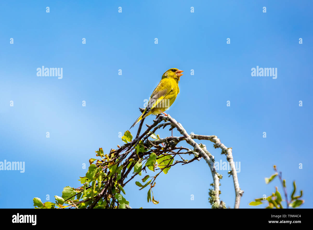 Isolated Greenfinch (Carduelis chloris) adult male bird in spring perched up high on blue background. Stock Photo