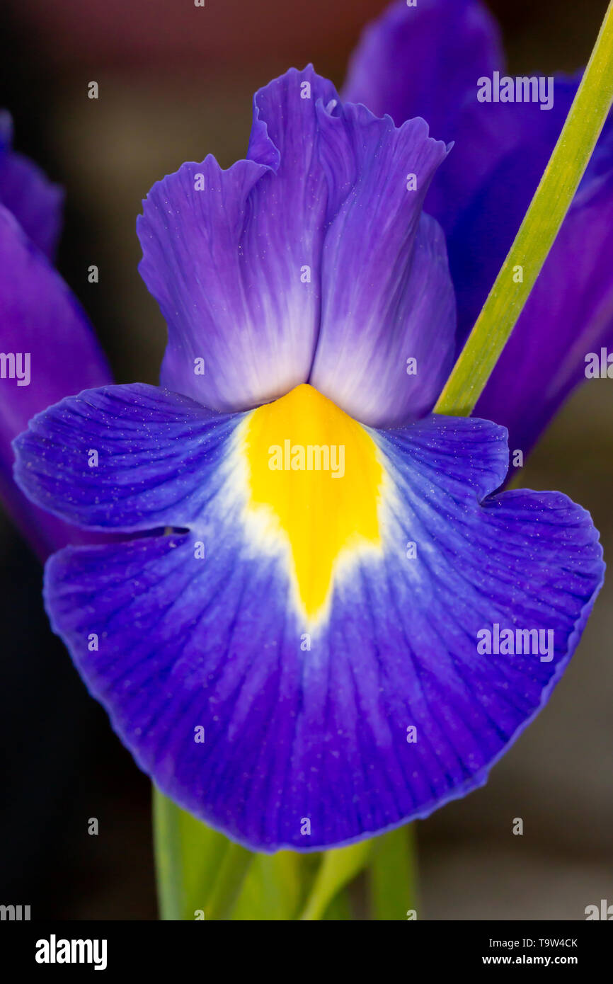 Blue violet Iris Iridaceae flower petal close up on grey background in portrait format Stock Photo