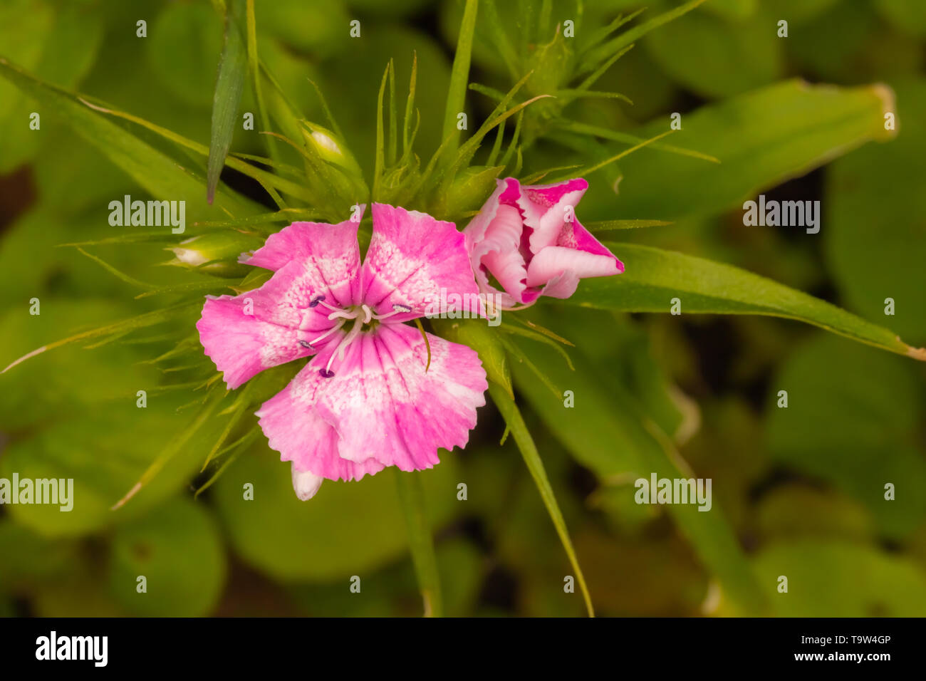 Unfurling Maiden pinks (Dianthus deltoides) flowers on green background. Stock Photo