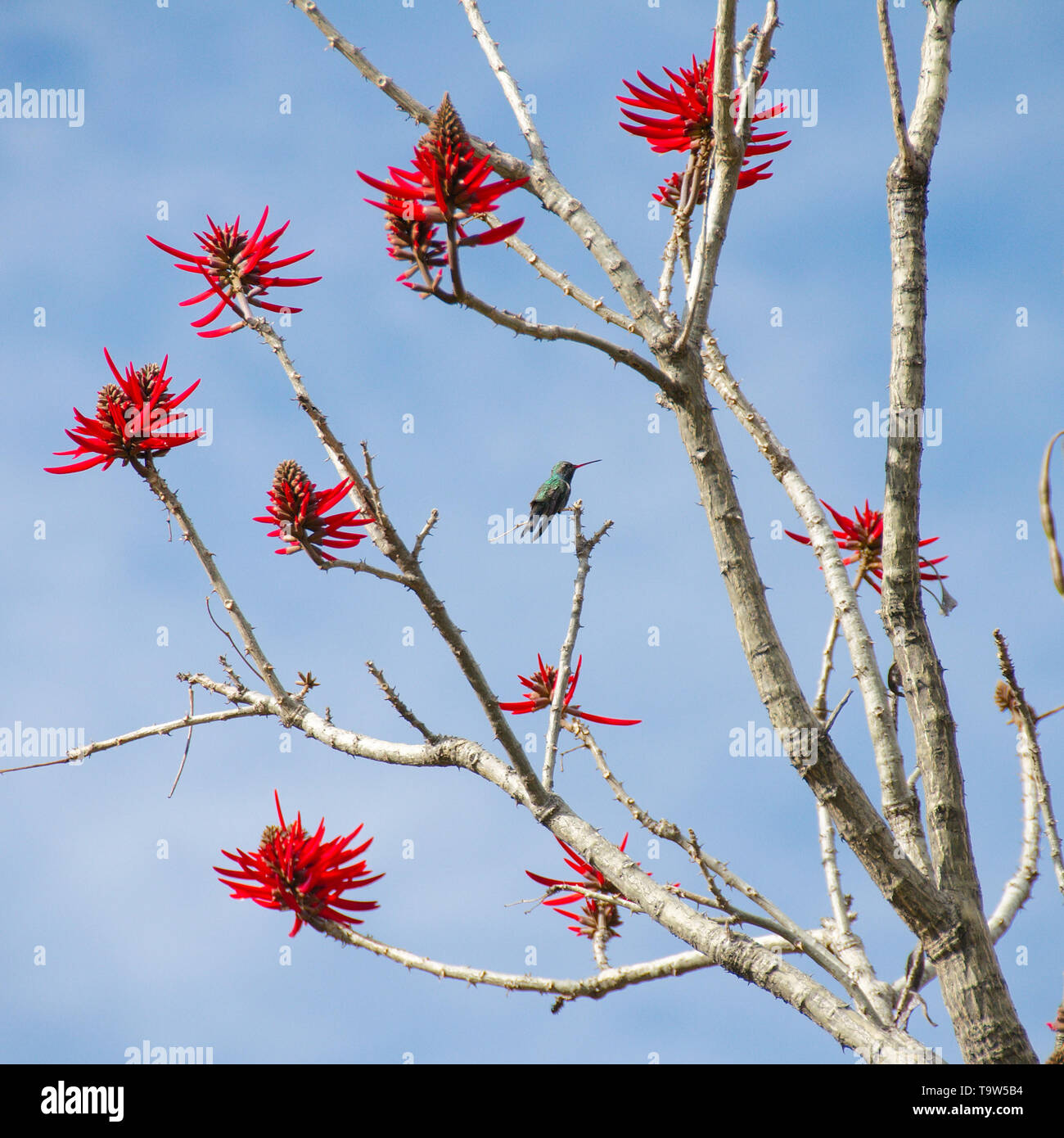 A hummingbird on an erythrina tree with red flowers at Cuicuilco Archaeological Site, Mexico City, Mexico. Stock Photo