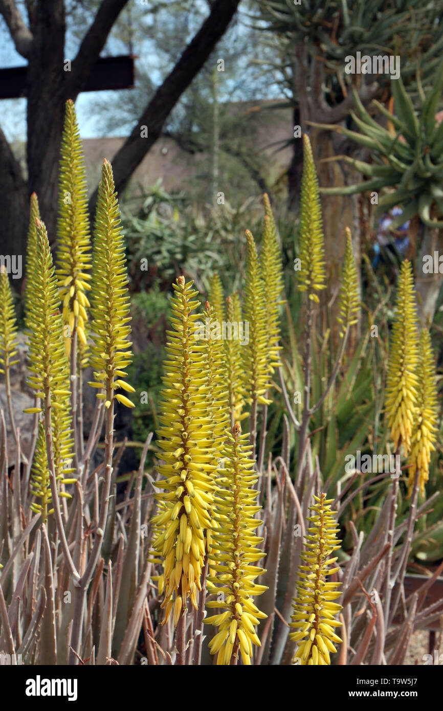 Flowering Aloe Vera, Arizona Stock Photo - Alamy