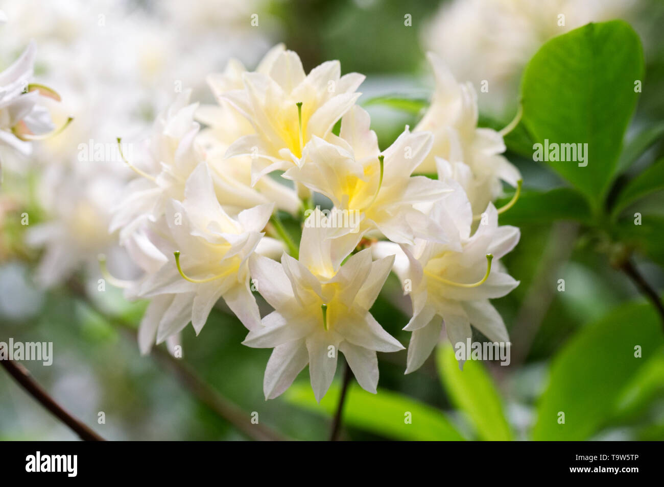 Rhododendron 'Ariadne' flowers. Stock Photo