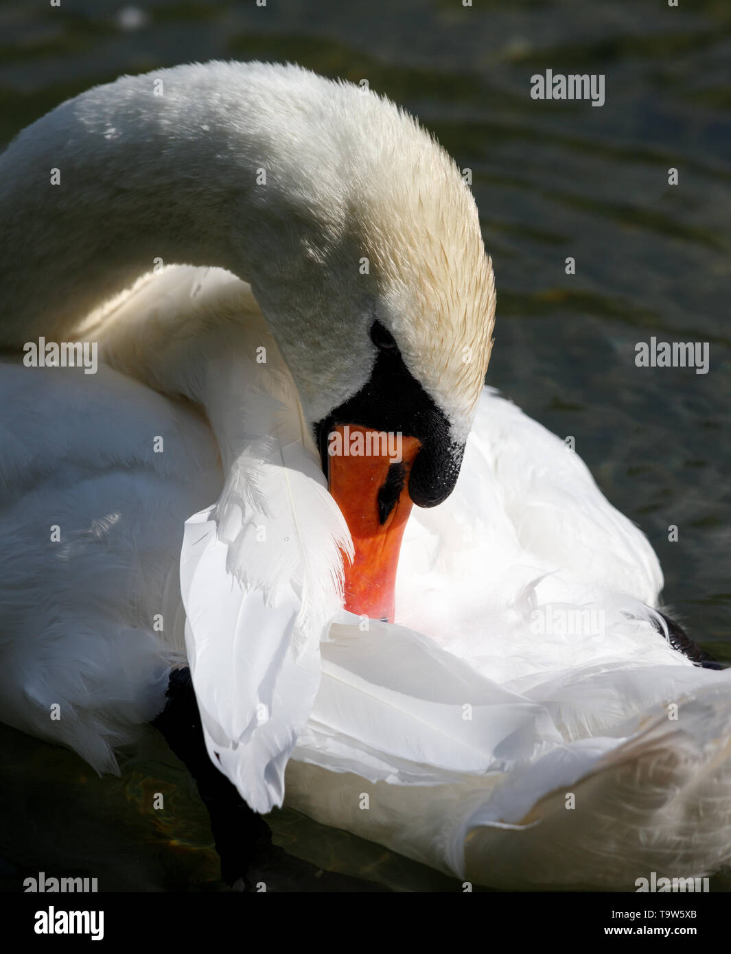 elegant swan swimming in a natural alpine lake in the austrian alps close up head Stock Photo