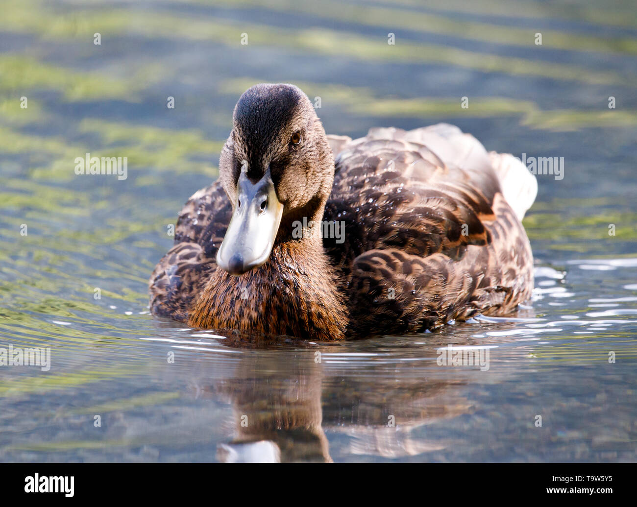 beautiful brown mallard duck with a natural alpine lake surrounded by grass in the austrian alps Stock Photo