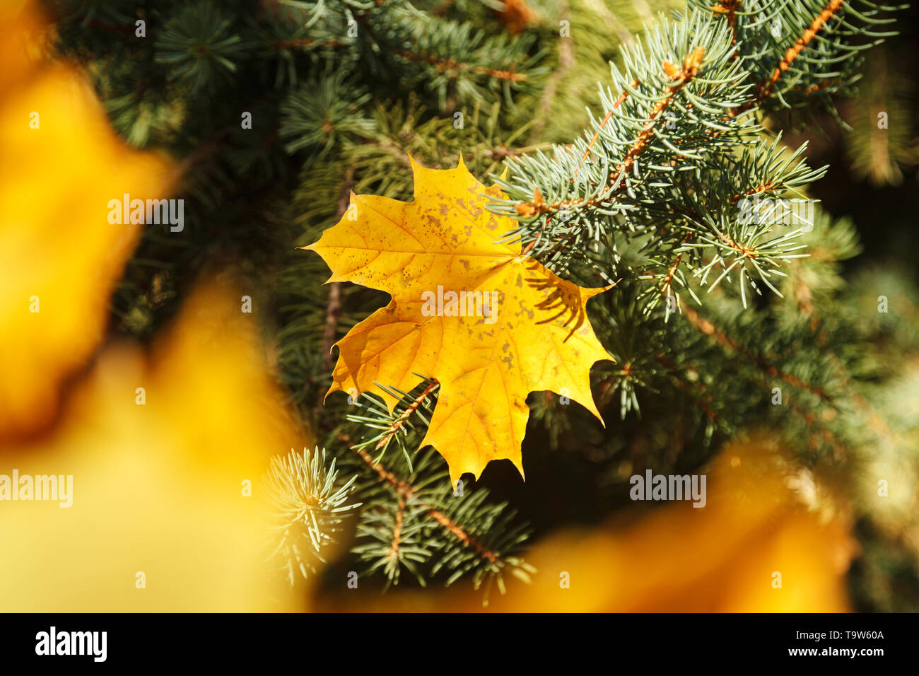Through the yellow foliage you can see a single Golden maple leaf clinging to the branches of a blue spruce. The concept of the fall season. Stock Photo
