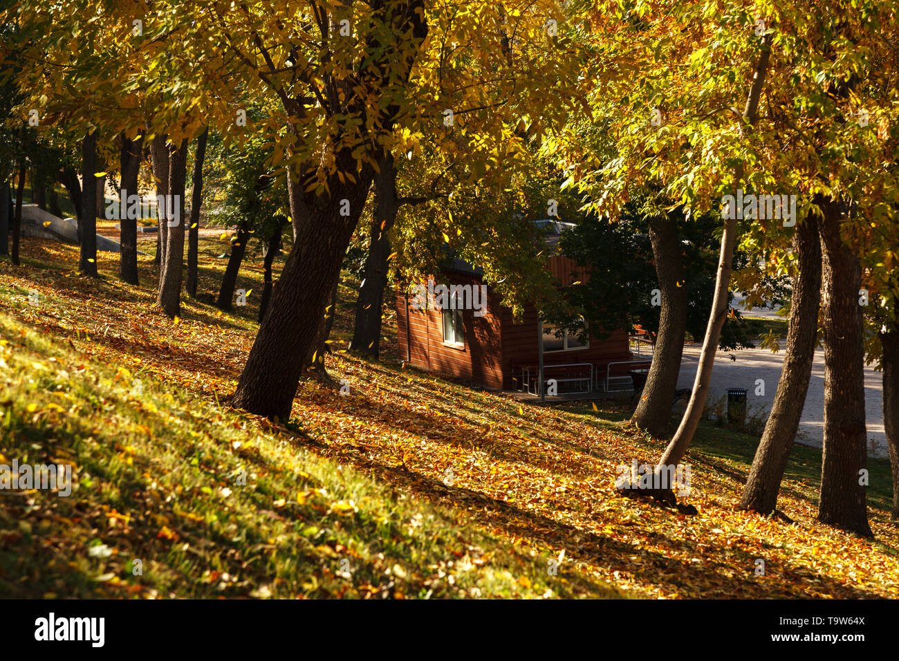 Autumn in good weather in the city Park. Fall, autumn landscape with trees full of colorful, falling leaves, small house in the background Stock Photo
