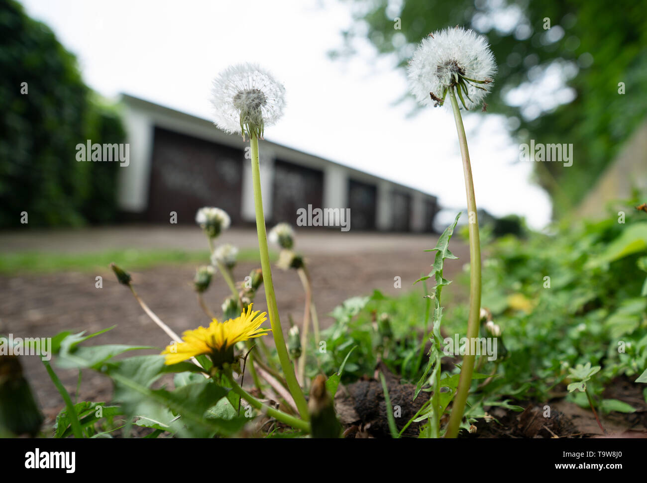 20 May 2019, North Rhine-Westphalia, Dortmund: Dandelions stand in a garage courtyard where three pupils tried to murder a teacher from the adjacent school with hammers. After the failure of the alleged murder plot, the three students are said to have already planned a new attempt. This was shown by the evaluation of the mobile phone communication of the suspected youths. Photo: Bernd Thissen/dpa Stock Photo