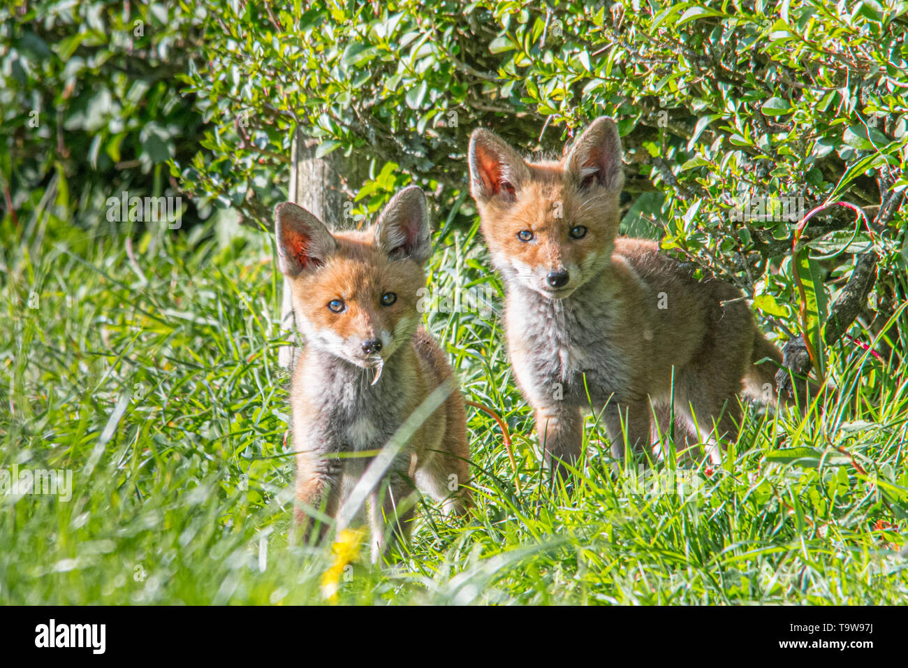 Two fox cubs in a field looking towards the camera Stock Photo