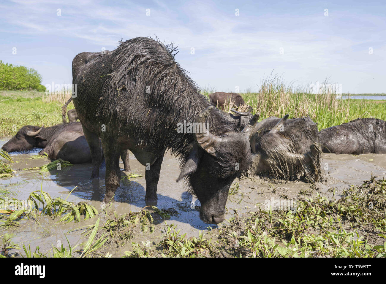 Ermakov Island, Vilkovsky Distri, Ukraine, Eastern Europe. 20th May, 2019. The herd of 7 water buffaloes was released on Ermakov Island in the Ukrainian Danube delta. The animals were brought from Transcarpathia by 'Rewilding Ukraine'' to help preserve the island's mosaic landscapes and rich biodiversity. Credit: Andrey Nekrasov/ZUMA Wire/Alamy Live News Stock Photo